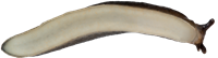 Arion circumscriptus
GRÅSIDIG SKOGSSNIGEL
7.7 × 28.0 mm